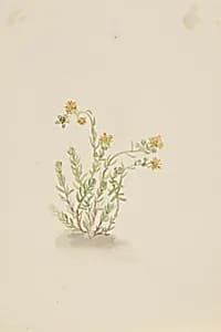 Sedum stenopetalum by Mary Vaux Walcott