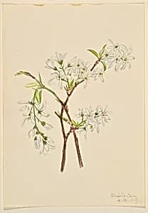 Shadbush (Amelianchier oblongifolia) by Mary Vaux Walcott