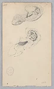 Shoe by Robert Frederick Blum, American, 1857–1903