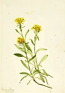 Sidesaddle Goldenrod by Mary Vaux Walcott