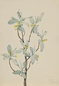 Silverberry (Elaeagnus commutata) by Mary Vaux Walcott