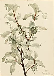 Silverberry (Elaeagnus commutata) by Mary Vaux Walcott