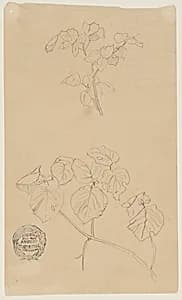 Sketches of Plants by Frederic Edwin Church, American, 1826–1900
