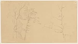 Sketches of Trees by Frederic Edwin Church, American, 1826–1900