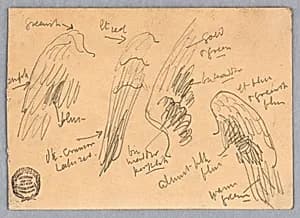 Sketches of Wings by Francis Augustus Lathrop, (American, 1849–1909)