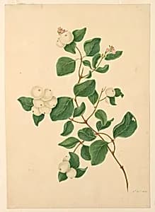 Snowberries by Unknown