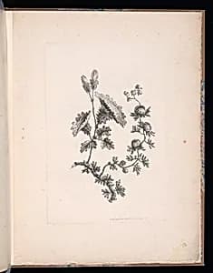 Spray of Flowers by Jean-Baptiste Pillement, French, 1728–1808