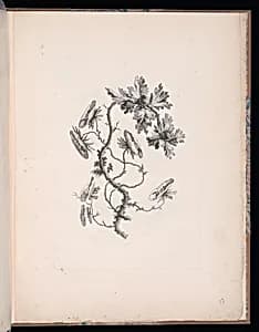 Spray of Flowers by Jean-Baptiste Pillement, French, 1728–1808