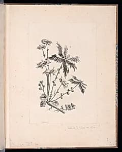 Spray of Flowers by Jean-Baptiste Pillement, French, 1728–1808