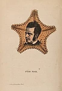Star Fish by Max Rosenthal, 23 Nov 1833 - 8 Aug 1918