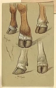 Studies After Cattle by Samuel Colman, American, 1832–1920
