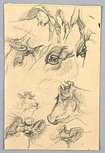 Studies of Cows by Samuel Colman, American, 1832–1920