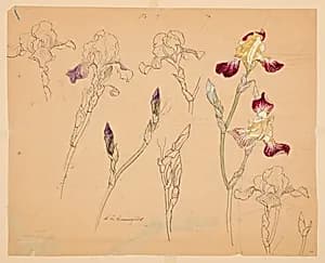 Studies of Irises by Sophia L. Crownfield, (American, 1862–1929)