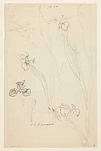 Studies of Irises by Sophia L. Crownfield, (American, 1862–1929)