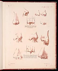 Studies of Noses