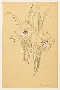 Study of Amaryllises by Sophia L. Crownfield, (American, 1862–1929)