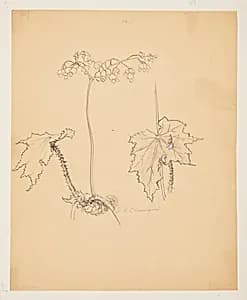Study of Begonia by Sophia L. Crownfield, (American, 1862–1929)