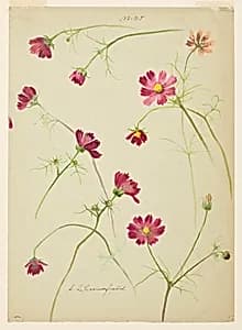 Study of Cosmos by Sophia L. Crownfield, (American, 1862–1929)