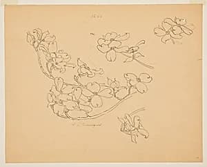 Study of Dogwood by Sophia L. Crownfield, (American, 1862–1929)