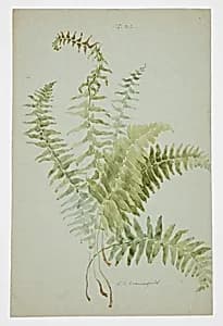 Study of Fern by Sophia L. Crownfield, (American, 1862–1929)