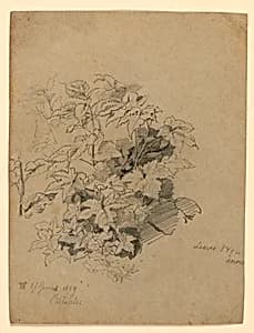 Study of foliage by William Trost Richards, American, 1833–1905