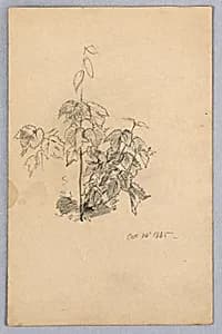 Study of foliage by William Trost Richards, American, 1833–1905