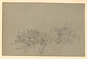 Study of foliage by William Trost Richards, American, 1833–1905