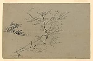 Study of foliage by William Trost Richards, American, 1833–1905