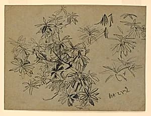 Study of foliage by William Trost Richards, American, 1833–1905