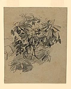 Study of foliage by William Trost Richards, American, 1833–1905