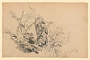 Study of foliage by William Trost Richards, American, 1833–1905