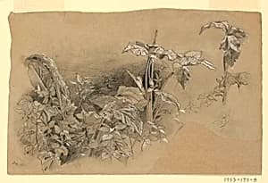 Study of foliage by William Trost Richards, American, 1833–1905
