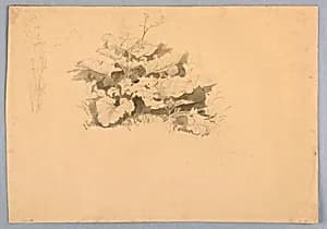 Study of foliage by William Stanley Haseltine, American, 1835–1900