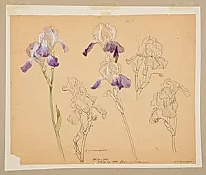 Study of Irises by Sophia L. Crownfield, (American, 1862–1929)
