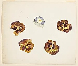 Study of Pansies by Sophia L. Crownfield, (American, 1862–1929)
