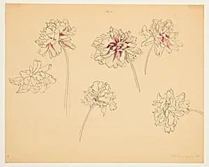 Study of Peonies by Sophia L. Crownfield, (American, 1862–1929)