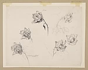 Study of Roses by Sophia L. Crownfield, (American, 1862–1929)