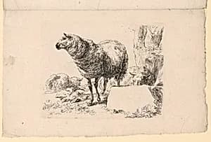 Study of Sheep by Nicolaes Berchem, Dutch, 1620–1683