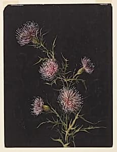 Study of Thistles by Sophia L. Crownfield, (American, 1862–1929)
