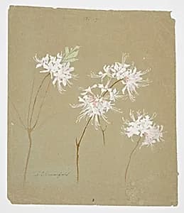 Study of Wild Azalea by Sophia L. Crownfield, (American, 1862–1929)