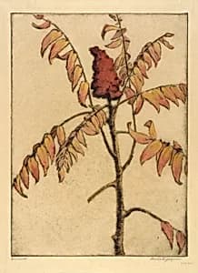 Sumac by Bertha E. Jaques