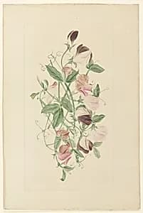 Sweet Peas by Henrietta Benson Homer, American, 1809–1884