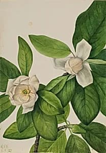 Sweetbay (Magnolia virginiana) by Mary Vaux Walcott