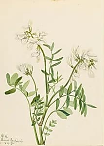 Sweetvetch (Hedysarum mackenzii) by Mary Vaux Walcott