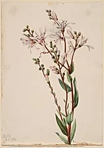 Tarflower (Befaria racemosa) by Mary Vaux Walcott