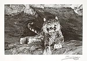 Tiger by Henry Wolf