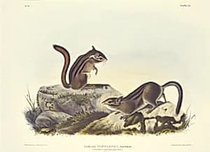 Townsend's Ground Squirrel by John T. Bowen
