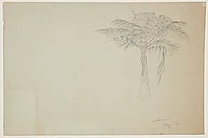 Tree Fern, Jamaica by Frederic Edwin Church, American, 1826–1900