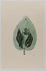 Tree Frog