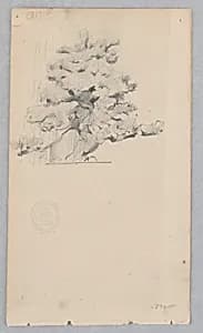 Tree by Robert Frederick Blum, American, 1857–1903